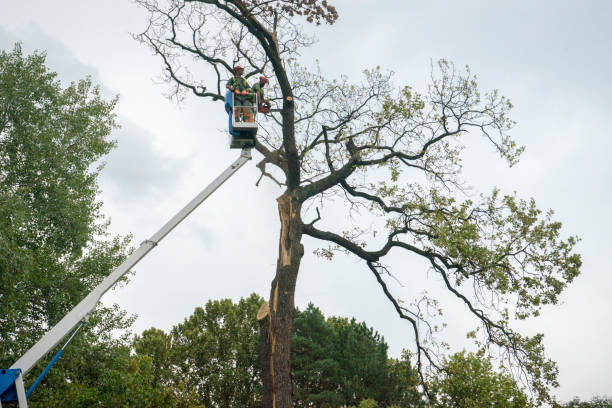 Reliable Roosevelt, UT Tree Care  Solutions