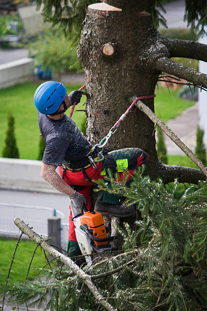 How Our Tree Care Process Works  in  Roosevelt, UT